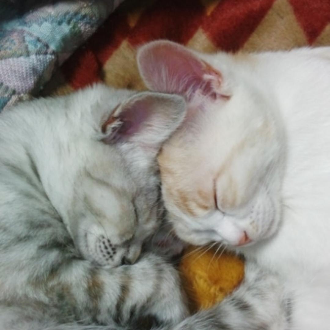 ハーフサイダー猫 Lemon8