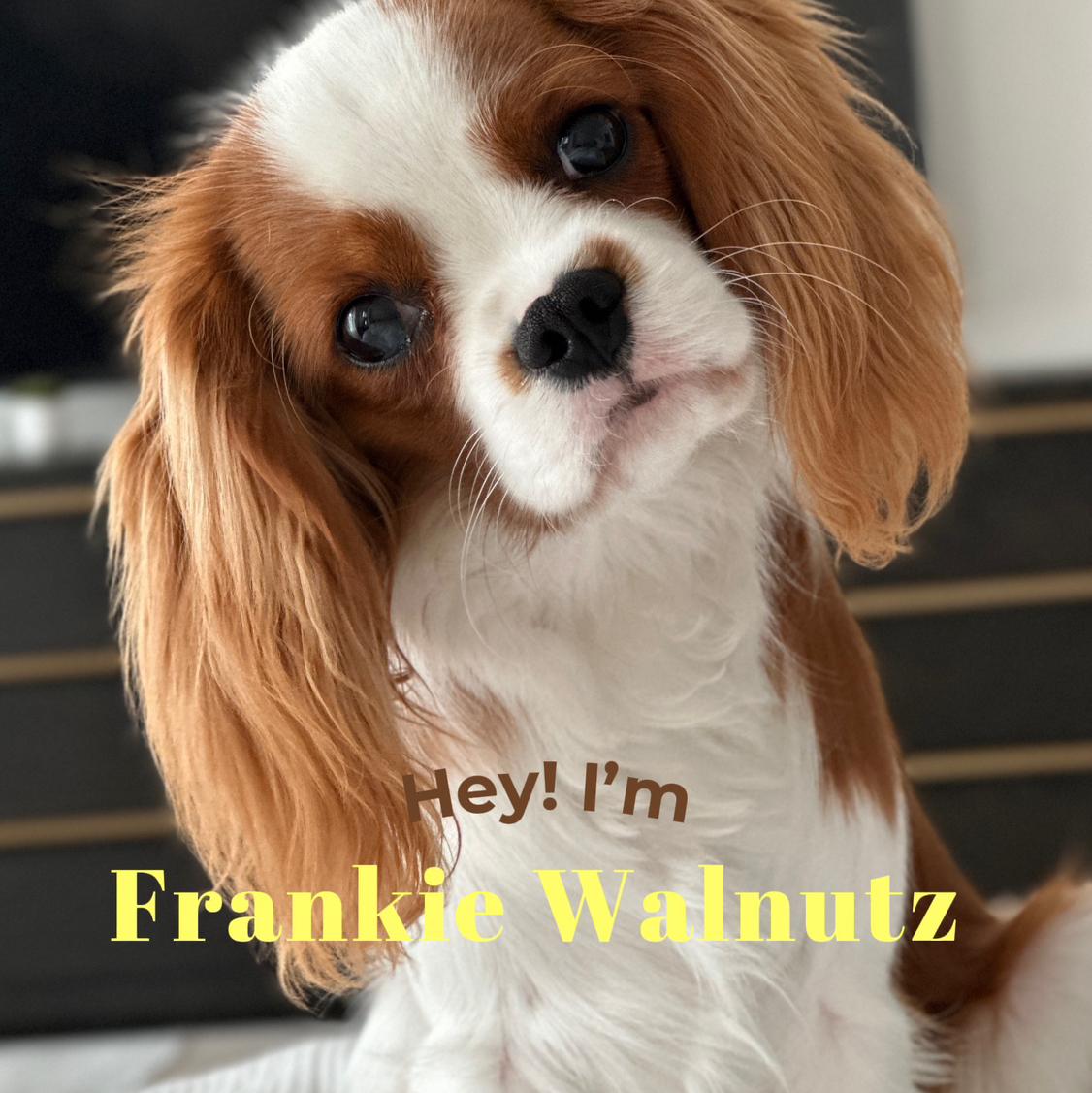 FrankieWalnutz's images