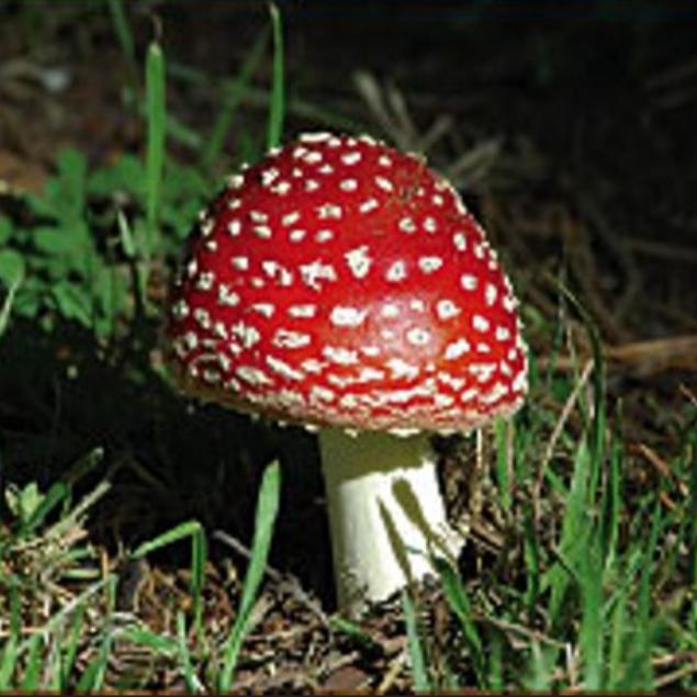 mushroomgirl_34's images