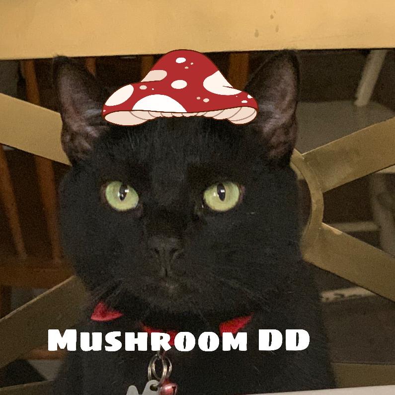 MushroomDD's images