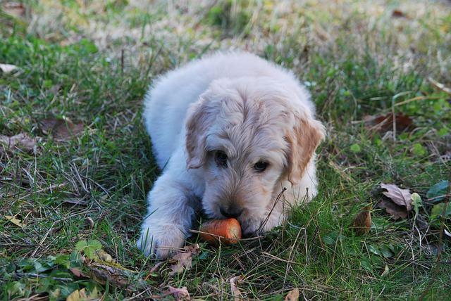 6 zwingende Gründe, Ihrem älteren Hund Kurkuma täglich zu geben