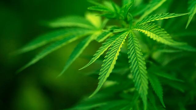 Marihuana Spiele Marihuana Spiele