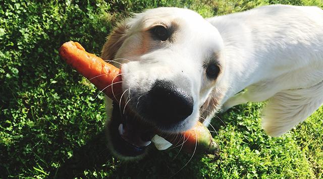 Können Hunde vegan essen? Informationen über Gesundheit