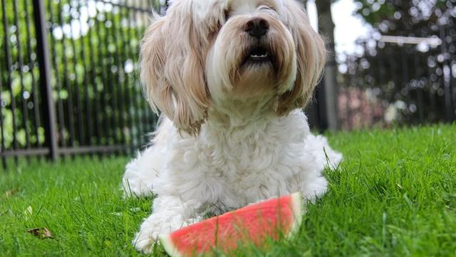 Können Hunde Wassermelone essen? Informationen über Gesundheit