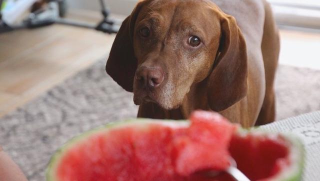 Können Hunde Wassermelone essen? Informationen über Gesundheit