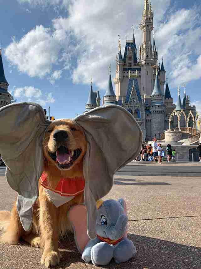 ServiceHund besucht Disney World mit Mutter und macht ein bezauberndes