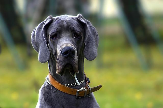 6 zwingende Gründe, Ihrem älteren Hund Kurkuma täglich zu geben