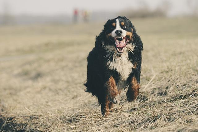 6 zwingende Gründe, Ihrem älteren Hund Kurkuma täglich zu geben
