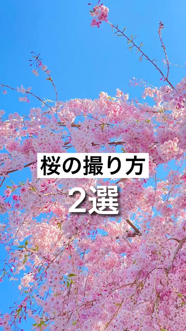 桜の撮り方 2選