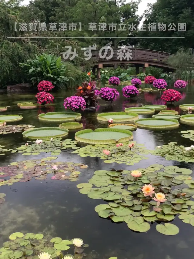 滋賀県草津市 みずの森 花影の池が美しい Jptravelerspicが投稿した記事 Lemon8