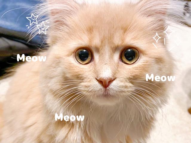 猫アレルギーだけど猫飼ってますに関する最新投稿と人気の投稿｜Lemon8