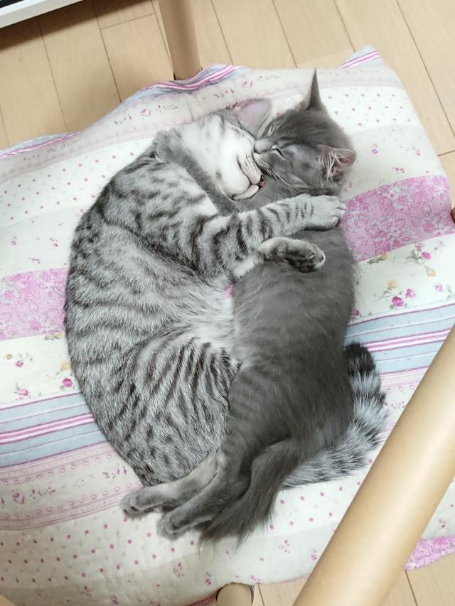 猫のいる幸せに関する最新投稿と人気の投稿 Lemon8