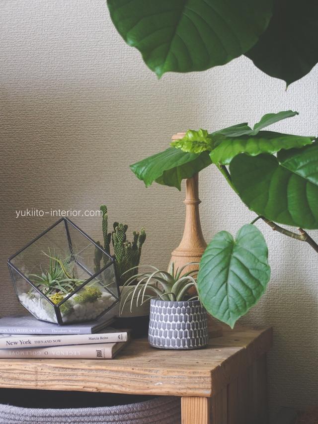 エアプランツに関する最新投稿と人気の投稿 Lemon8