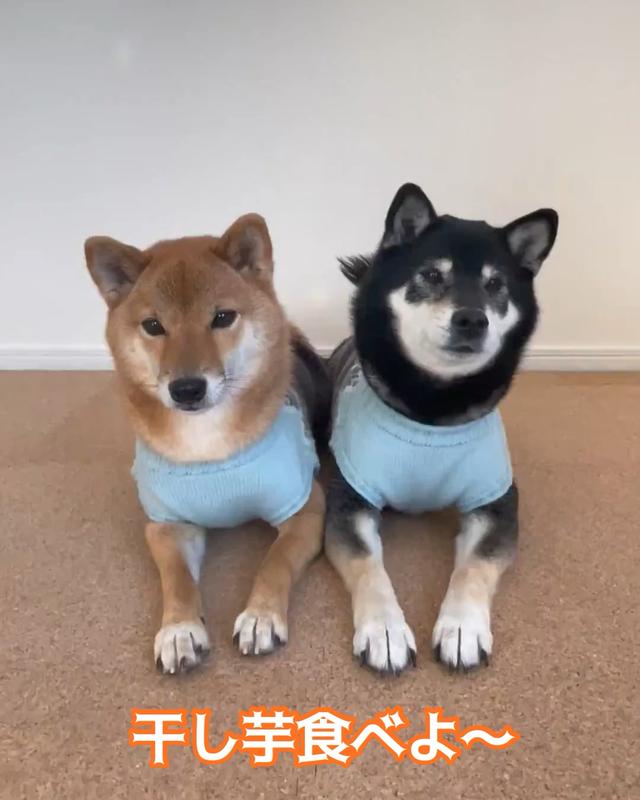 干し芋大好き 柴犬みくりなが投稿した記事 Lemon8