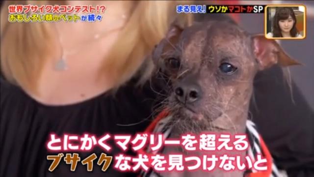 世界ブサイク犬コンテスト 世界まる見え バラエティ Buzzvideoバズビデオ