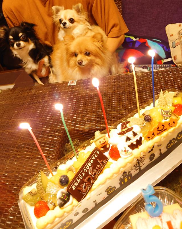 ロングデコレーションケーキに関する最新投稿と人気の投稿 Lemon8