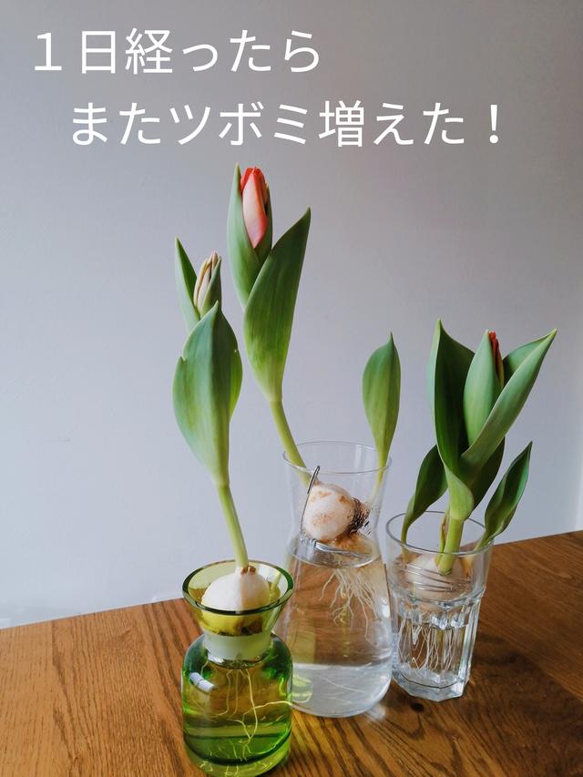 チューリップ水耕栽培に関する最新の人気投稿 Lemon8