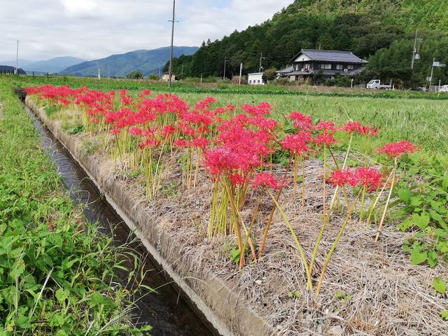 捨子花に関する最新投稿と人気の投稿 Sharee