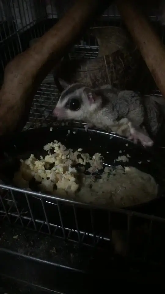 Sale 送料無料 Satukiarid様専用 お進み下さい 再再販