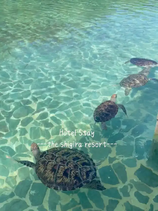 特価キャンペーン ウミガメ 可愛い マット Podzamcze Dobczyce Pl