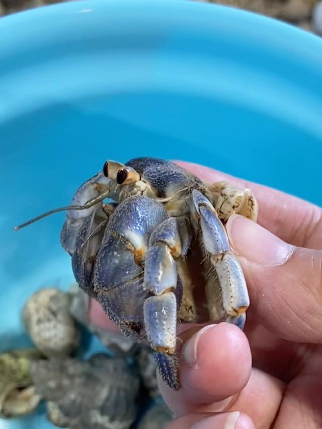 ヤドカリ釣りに関する最新投稿と人気の投稿 Sharee