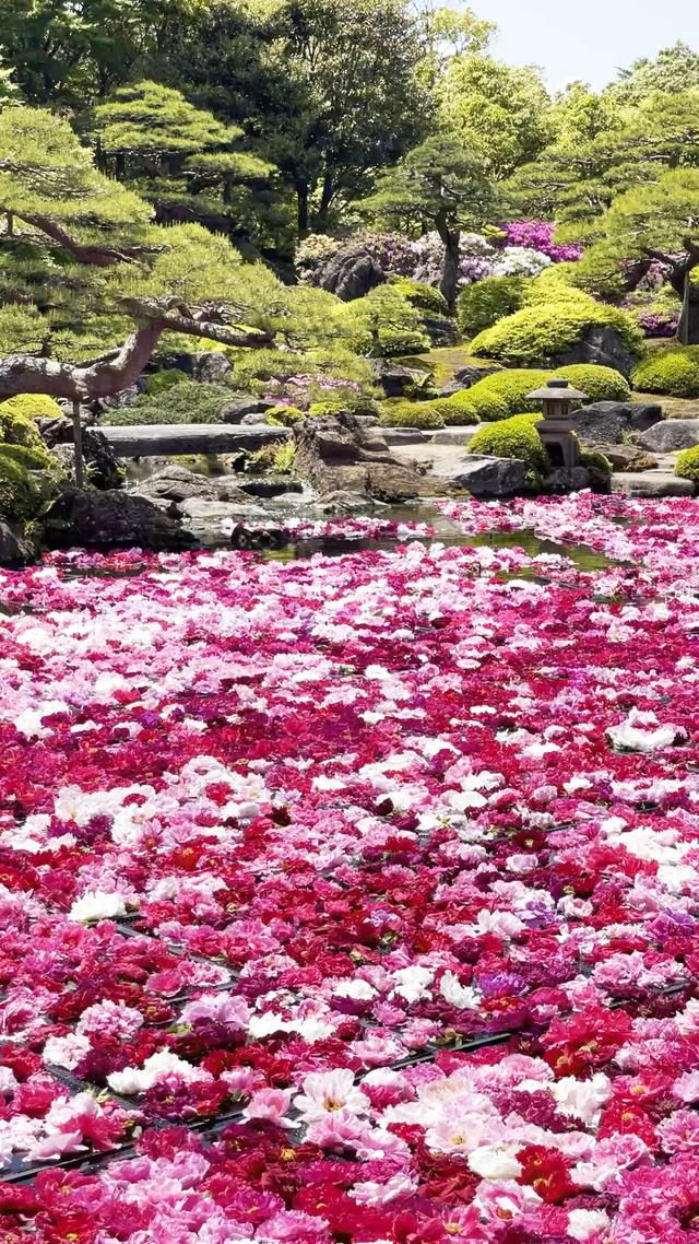 大きな池いっぱいの花😆🌸🌸