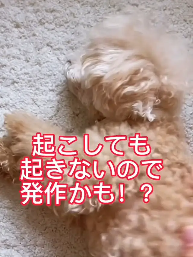 Lemon8 Story 101匹わんちゃん メイク