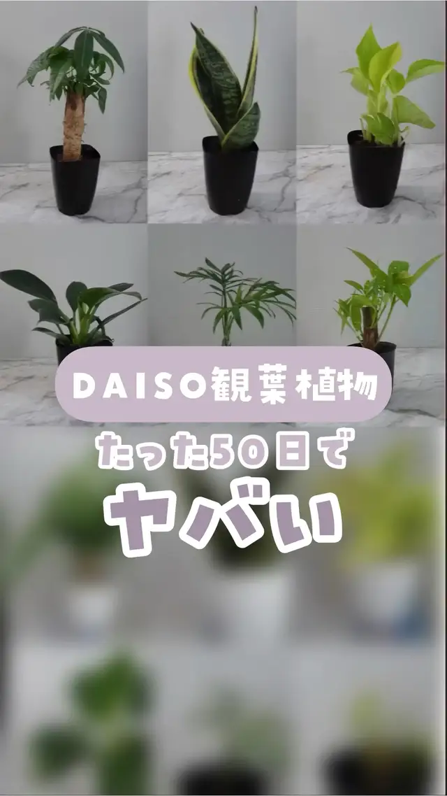 DAISO植物　初夏に買った50日後の画像