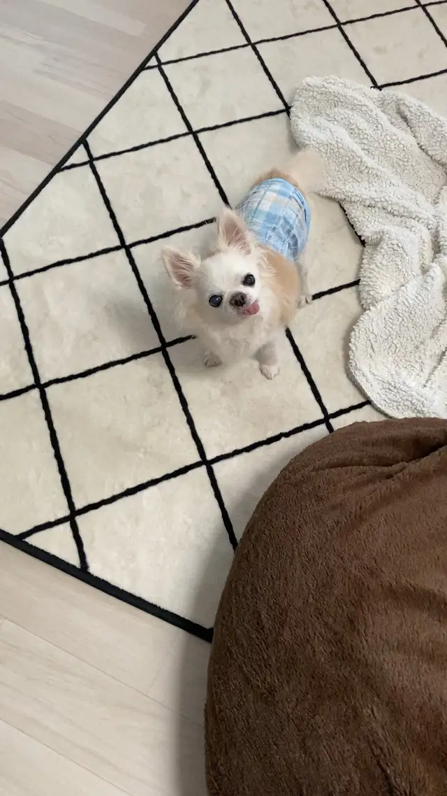 里親募集 犬 Lemon8