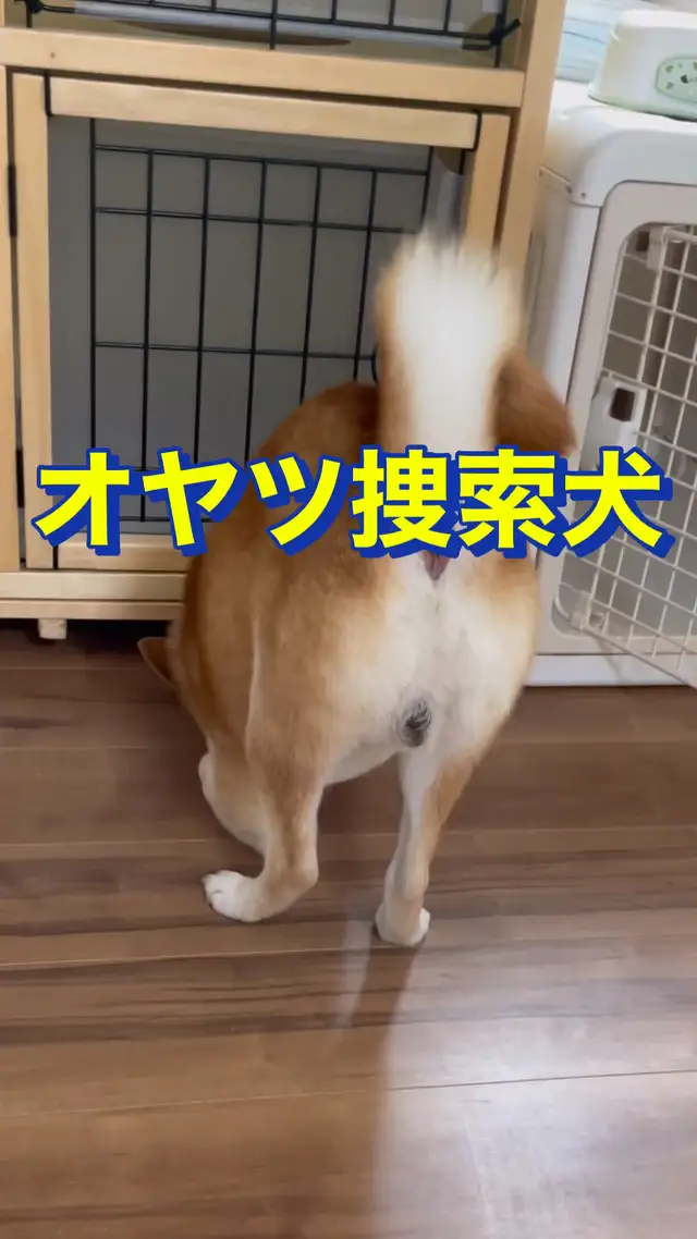 Lemon8 Story 犬ゲージ