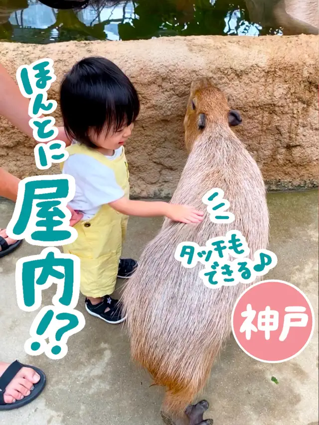 【神戸】動物が近い！屋内動物園の画像