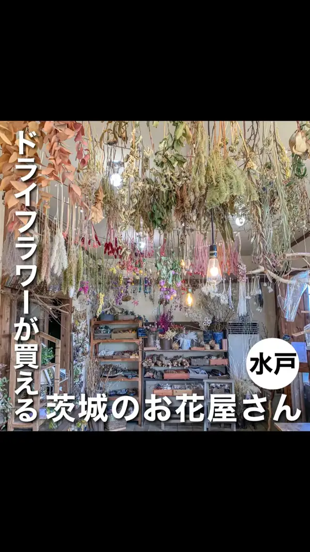 【📍茨城/水戸 】ドライフラワーが買える 茨城のお花屋さんの画像