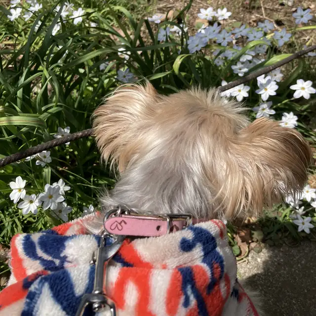 アロマティカス Lemon8