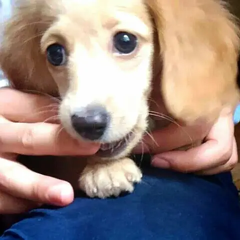 Ikko 美顔器 Lemon8