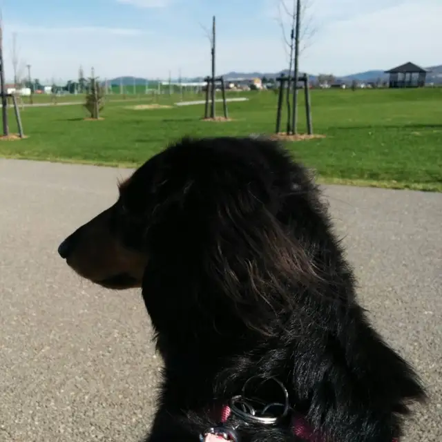 モリコロパーク 観覧車 犬 Lemon8 モリコロパーク 観覧車 犬 Lemon8