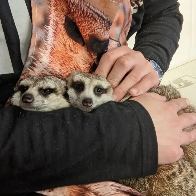 ミーアキャット Lemon8