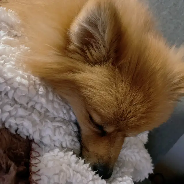 バースデー Lemon8