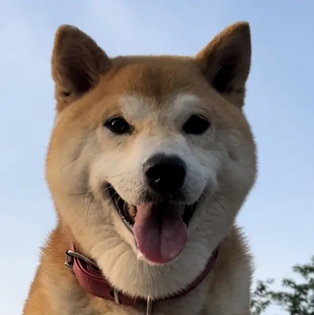 柴犬 ペット Lemon8