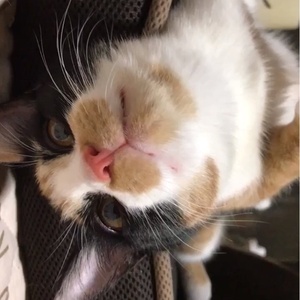 ウチ猫自慢ソラネコ