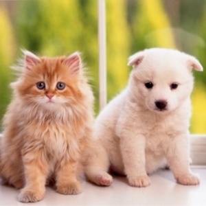 犬猫わんにゃん