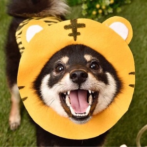 まめ丸（mamemarukun）