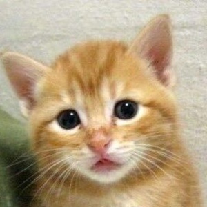 やっぱり猫可愛い