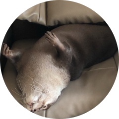 ポコちゃん 相互フォロー