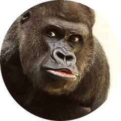 ゴリちゃんネル