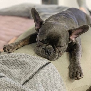 アニマルチャンネルズ！