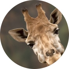 【相互】癒されてチャンネル