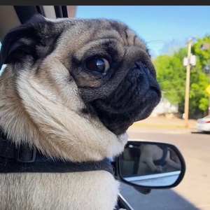 パグの力チャンネル