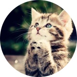 猫ちゃん成長日記