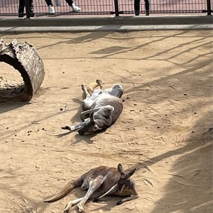 わんちゃんネル　100%相互