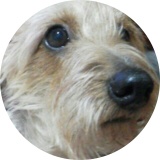 ANIMAL‪^ .  ̫ . ^‬